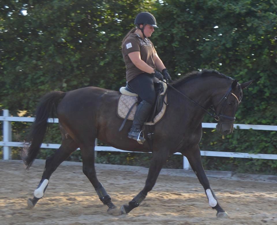 Dansk Varmblod Denise - Træning d. 16.7.2014. Fotograf: Kine Storbæk billede 6