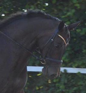 Dansk Varmblod Denise - Træning d. 16.7.2014. Fotograf: Kine Storbæk billede 14