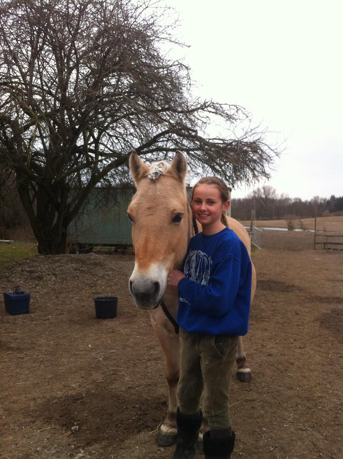 Fjordhest Tjalfe billede 21