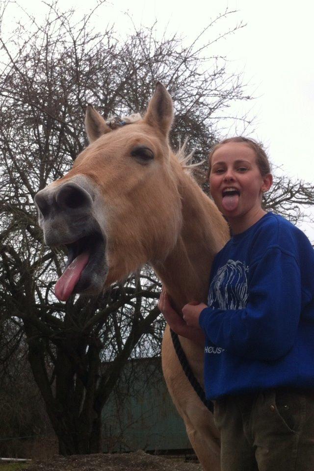 Fjordhest Tjalfe billede 22