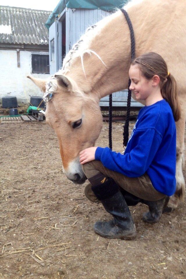 Fjordhest Tjalfe billede 23