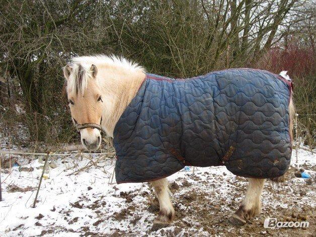 Fjordhest Tjalfe billede 24