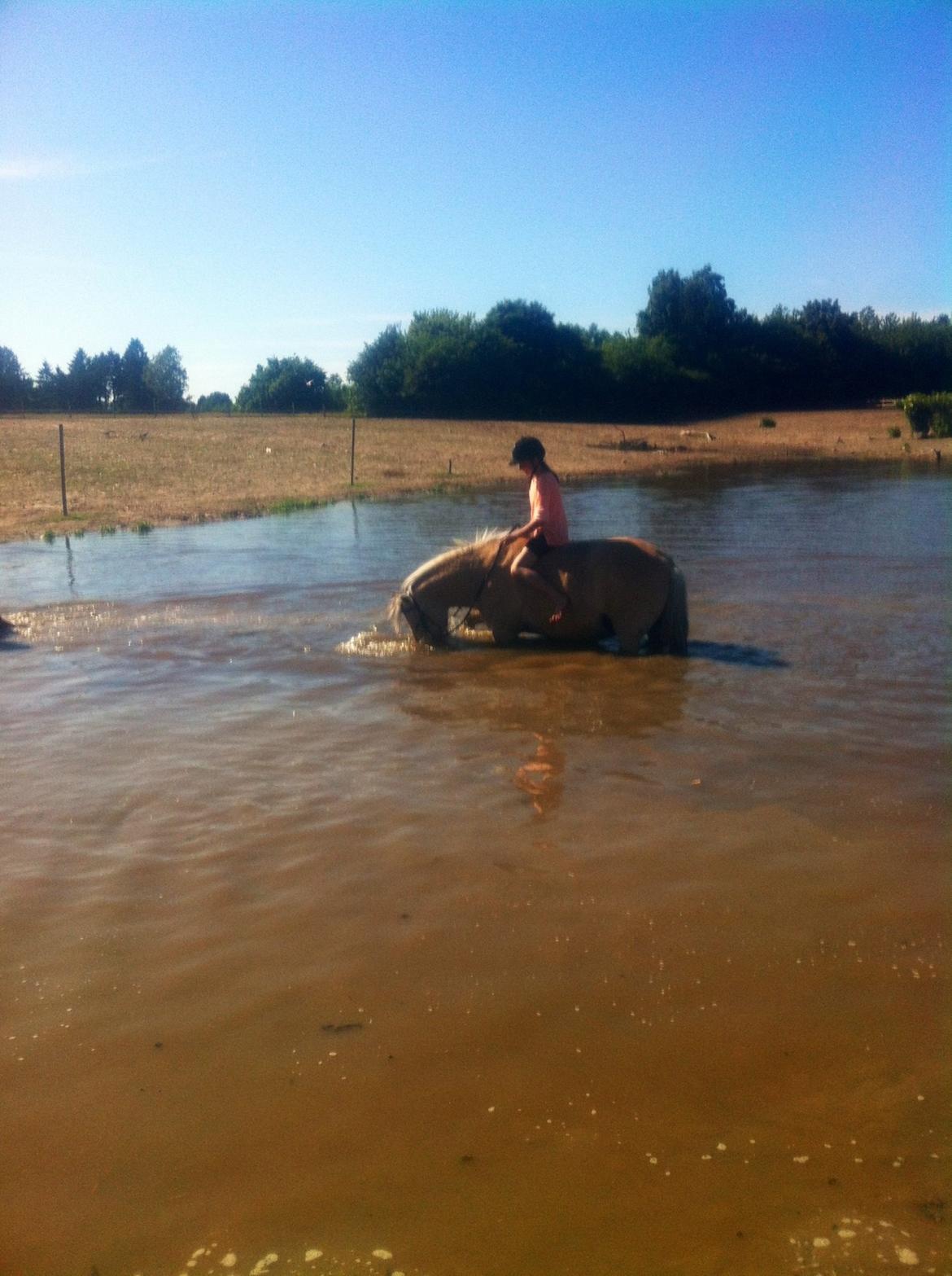 Fjordhest Tjalfe billede 25