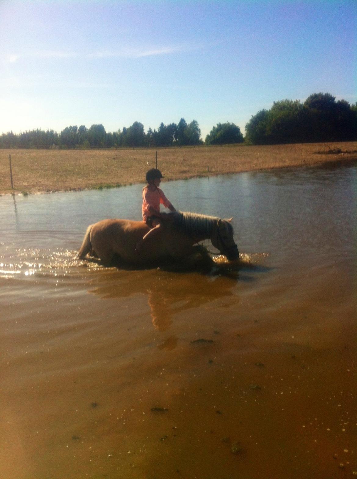 Fjordhest Tjalfe billede 26