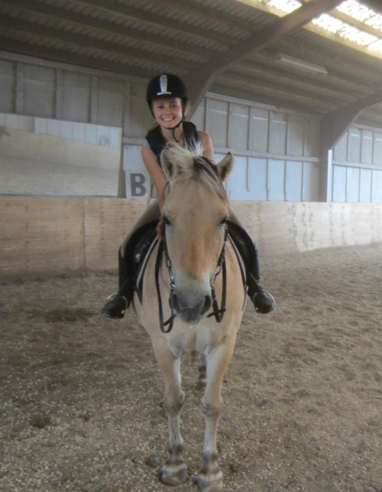 Fjordhest Tjalfe billede 27