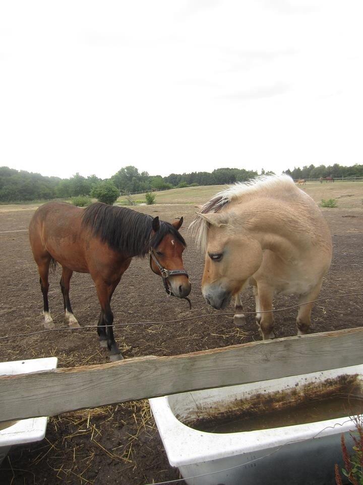 Fjordhest Tjalfe billede 28