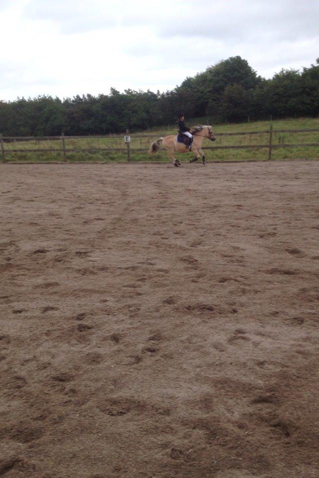 Fjordhest Tjalfe billede 31