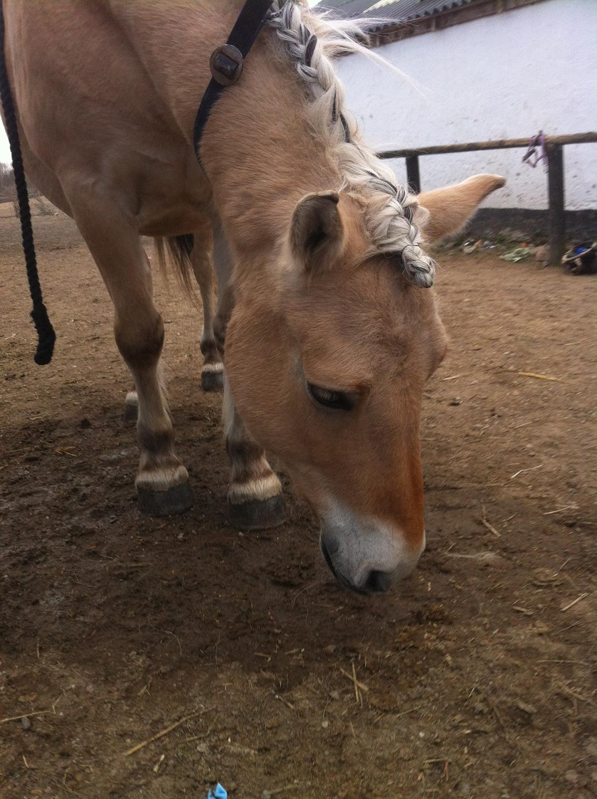 Fjordhest Tjalfe billede 32
