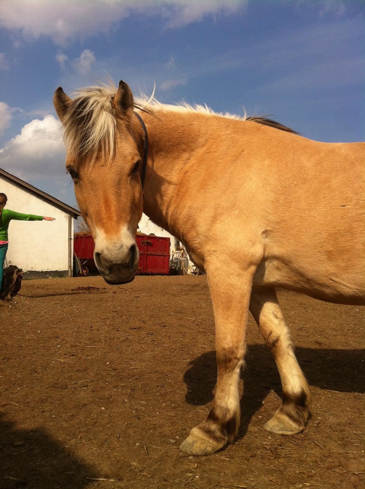 Fjordhest Tjalfe billede 33