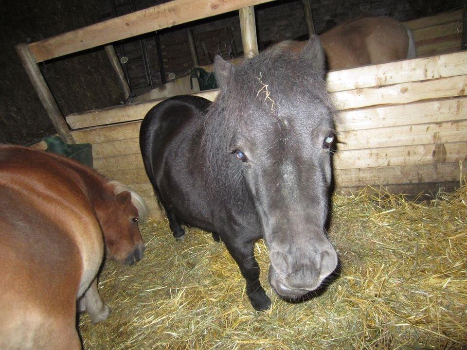 Shetlænder Mejse [Tidl. Passer] billede 19