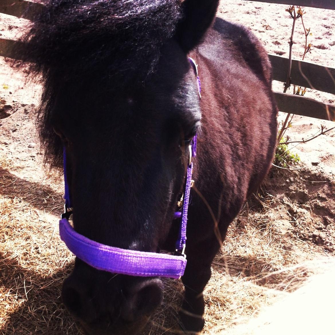 Shetlænder Mejse [Tidl. Passer] billede 20