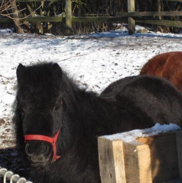 Shetlænder Mejse [Tidl. Passer] billede 21