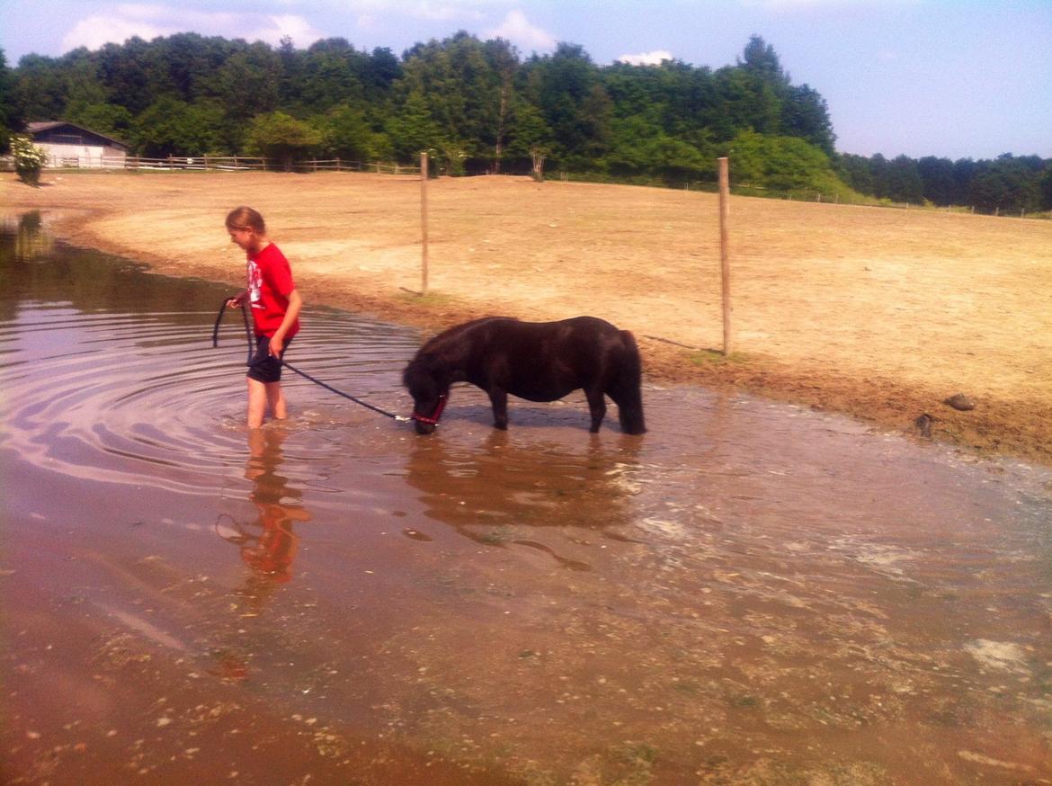 Shetlænder Mejse [Tidl. Passer] billede 22