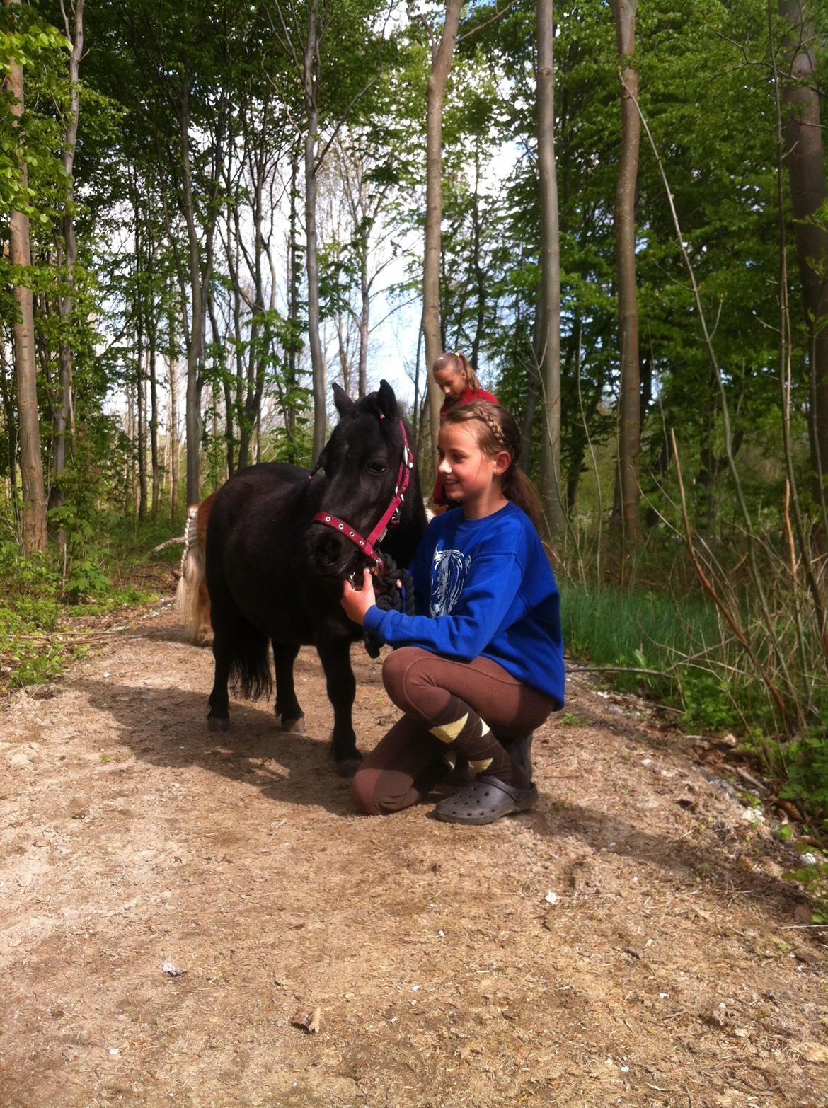 Shetlænder Mejse [Tidl. Passer] billede 23