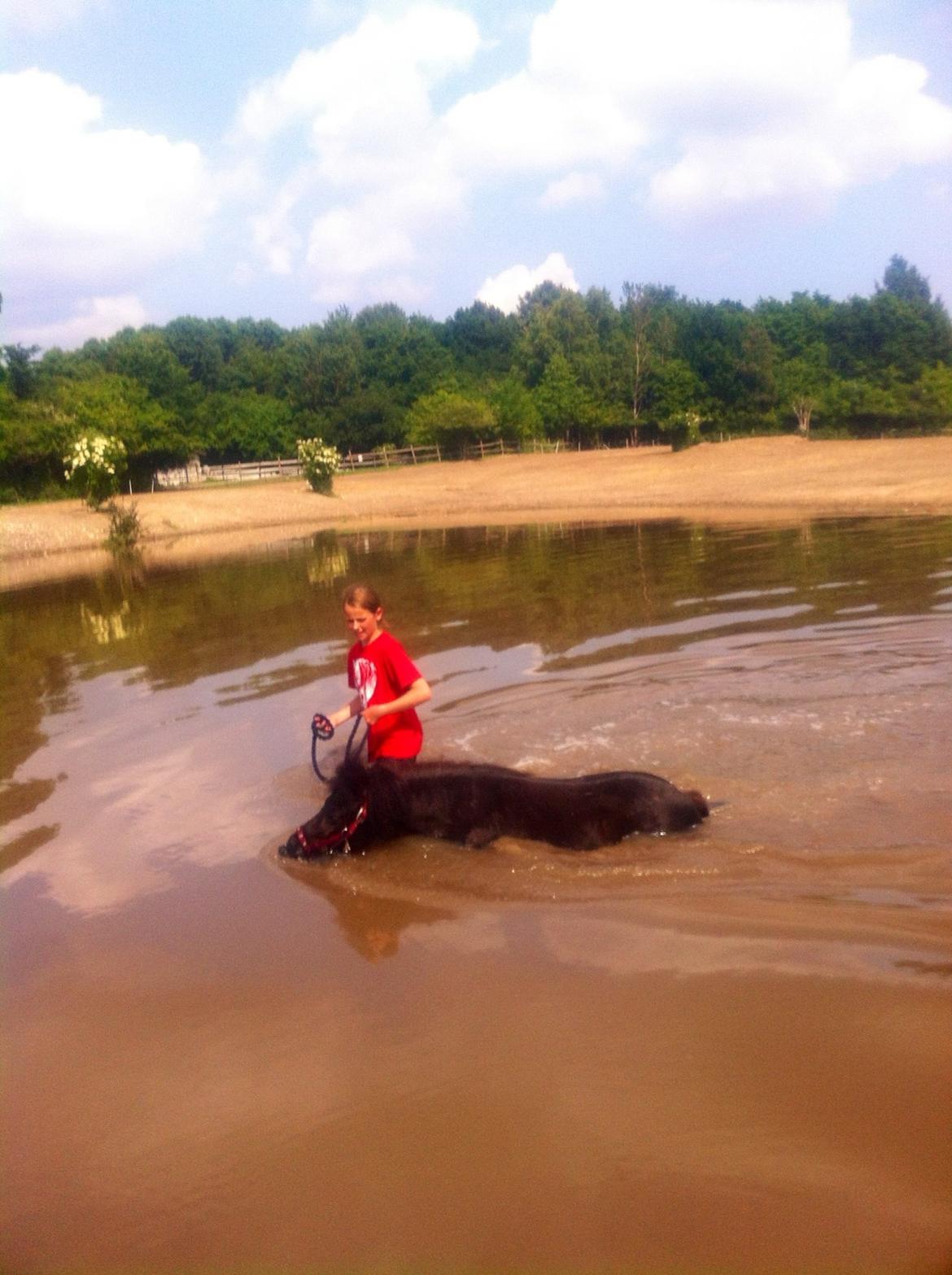 Shetlænder Mejse [Tidl. Passer] billede 24