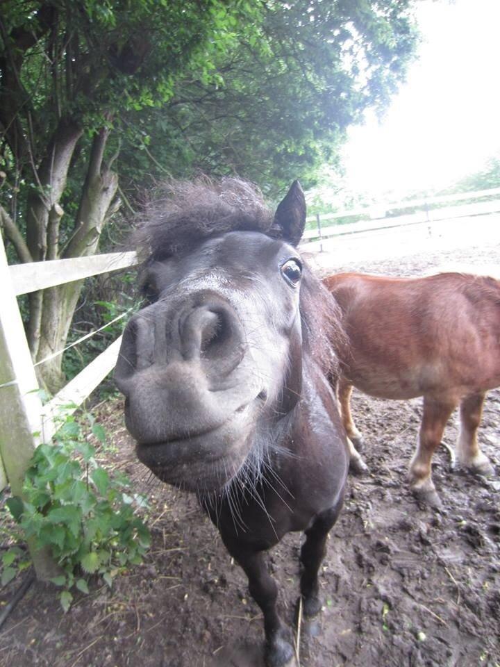 Shetlænder Mejse [Tidl. Passer] billede 25