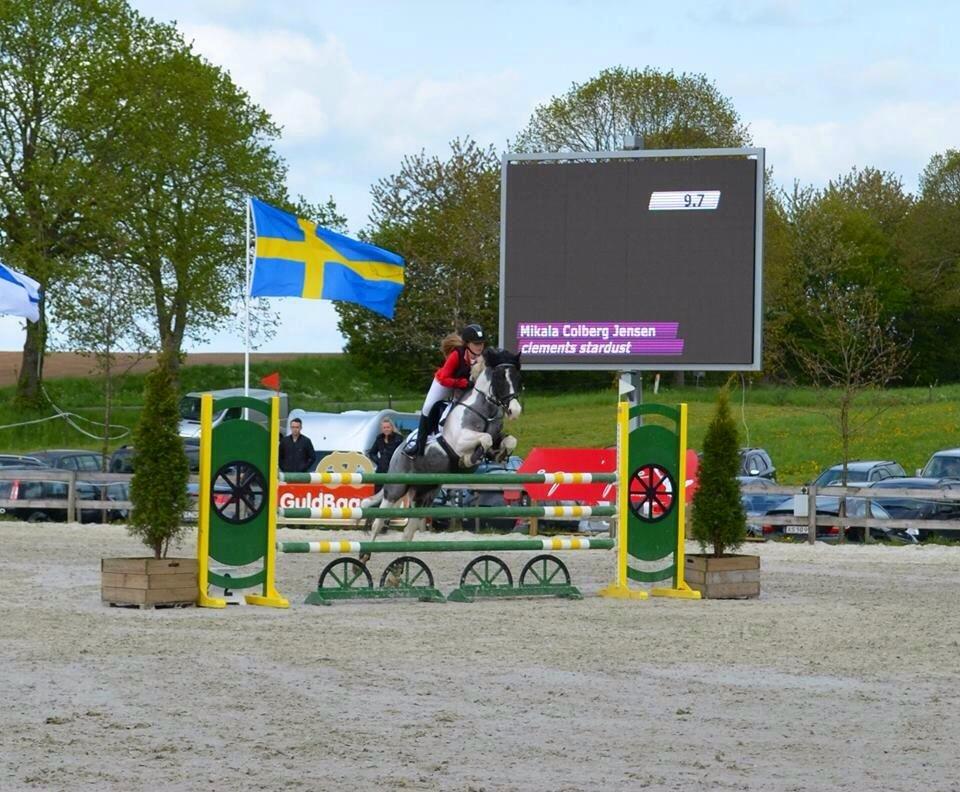 Anden særlig race Clements Stardust |*MY STAR*| - Baltic cup 2014 S* billede 9