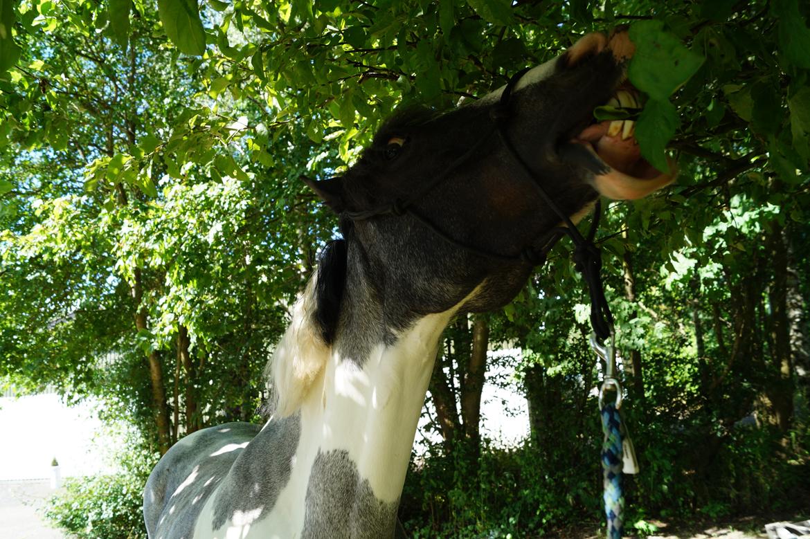 Anden særlig race Clements Stardust |*MY STAR*| - Min helt egen skat billede 1