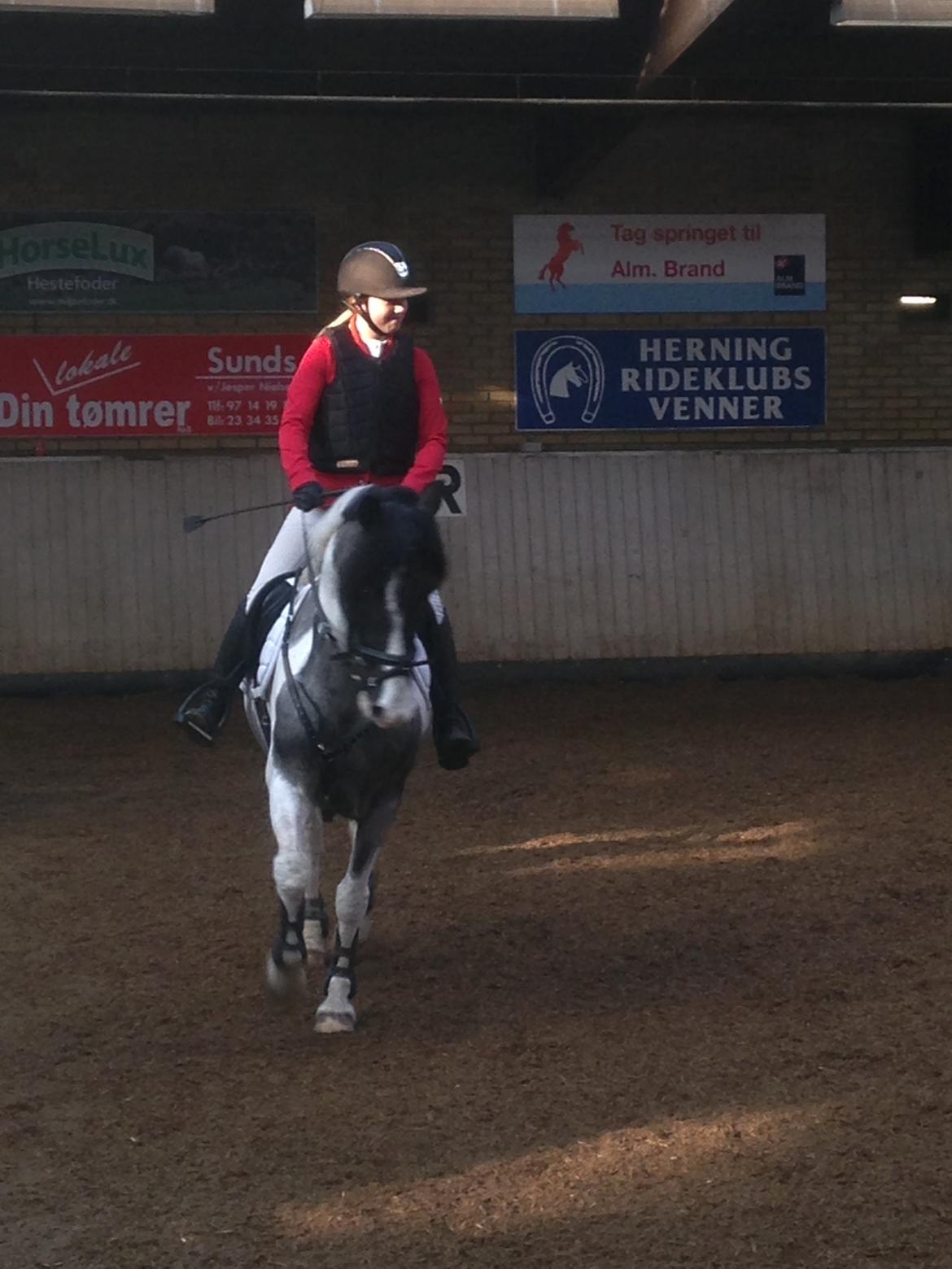 Anden særlig race Clements Stardust |*MY STAR*| billede 14