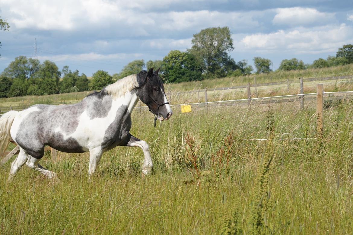 Anden særlig race Clements Stardust |*MY STAR*| billede 12