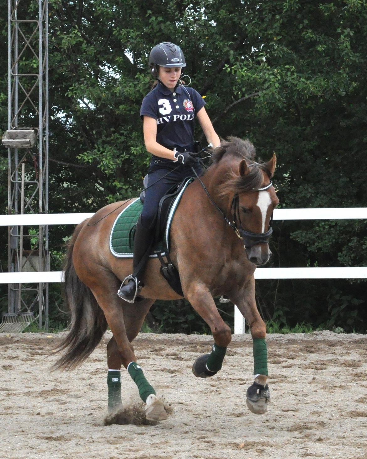 Welsh Cob (sec D) Fronerthig Red Hot Chilli billede 20