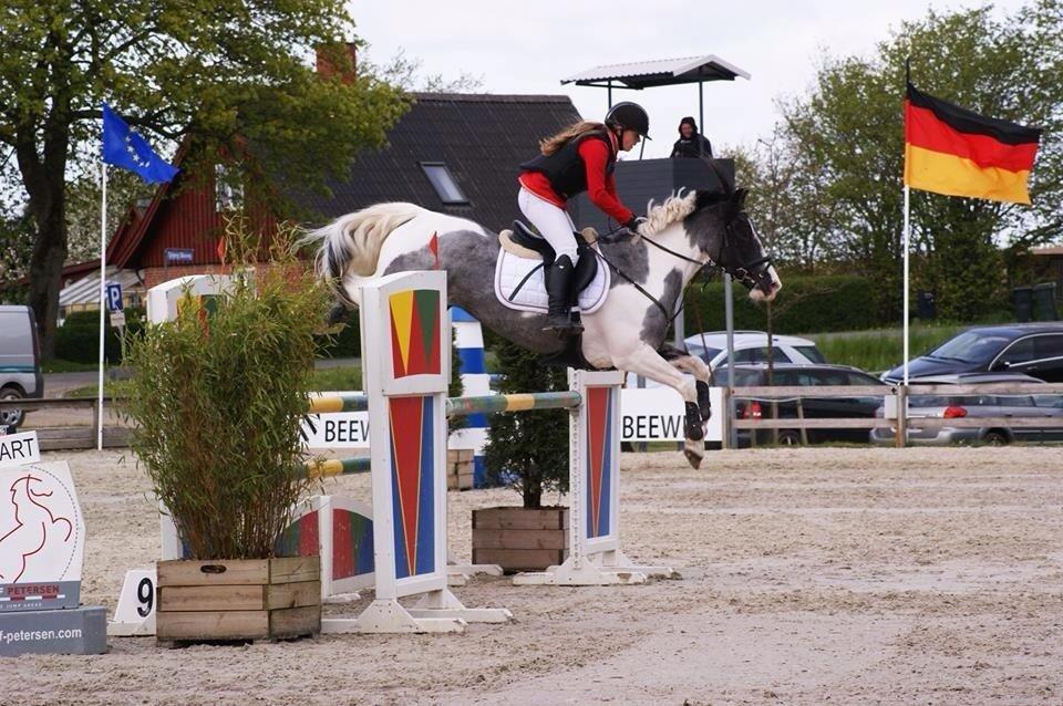 Anden særlig race Clements Stardust |*MY STAR*| billede 15