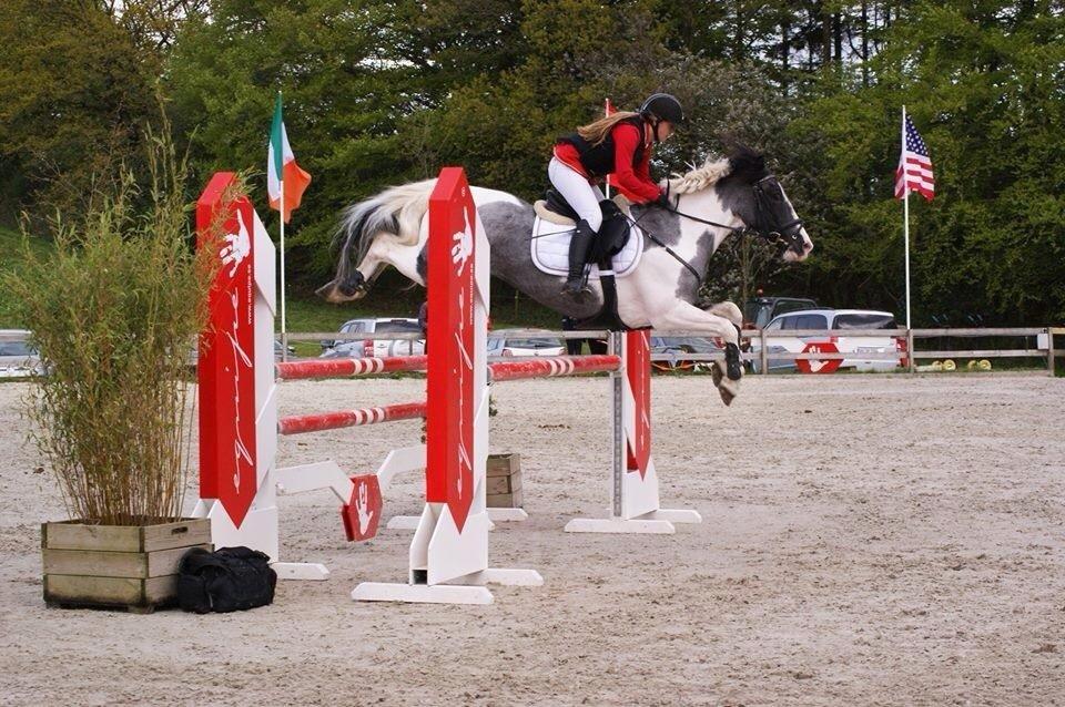 Anden særlig race Clements Stardust |*MY STAR*| billede 2