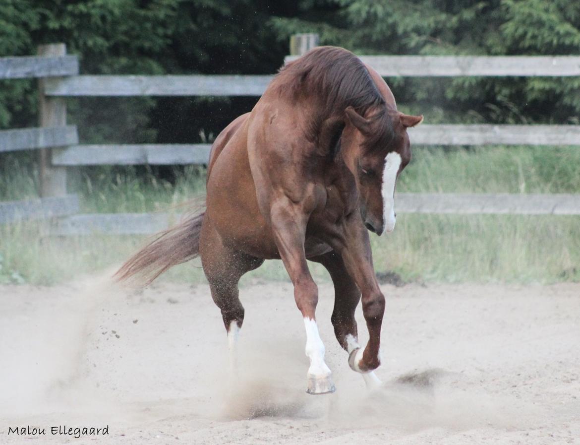 Quarter Special made by Poca billede 12