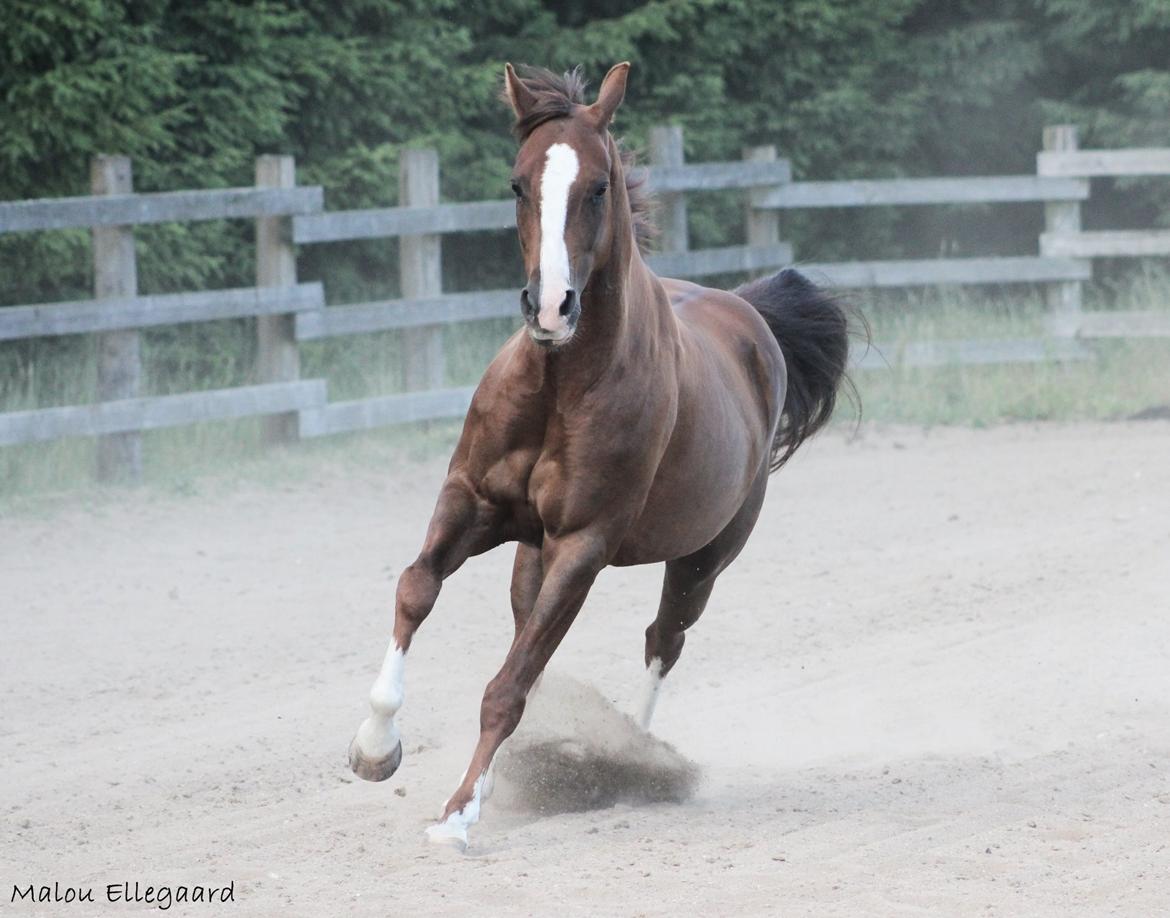 Quarter Special made by Poca billede 11