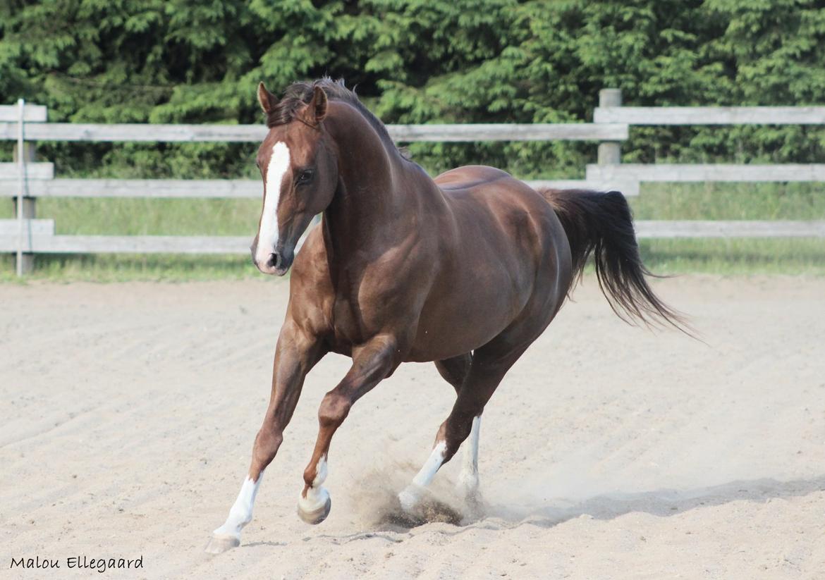 Quarter Special made by Poca billede 10