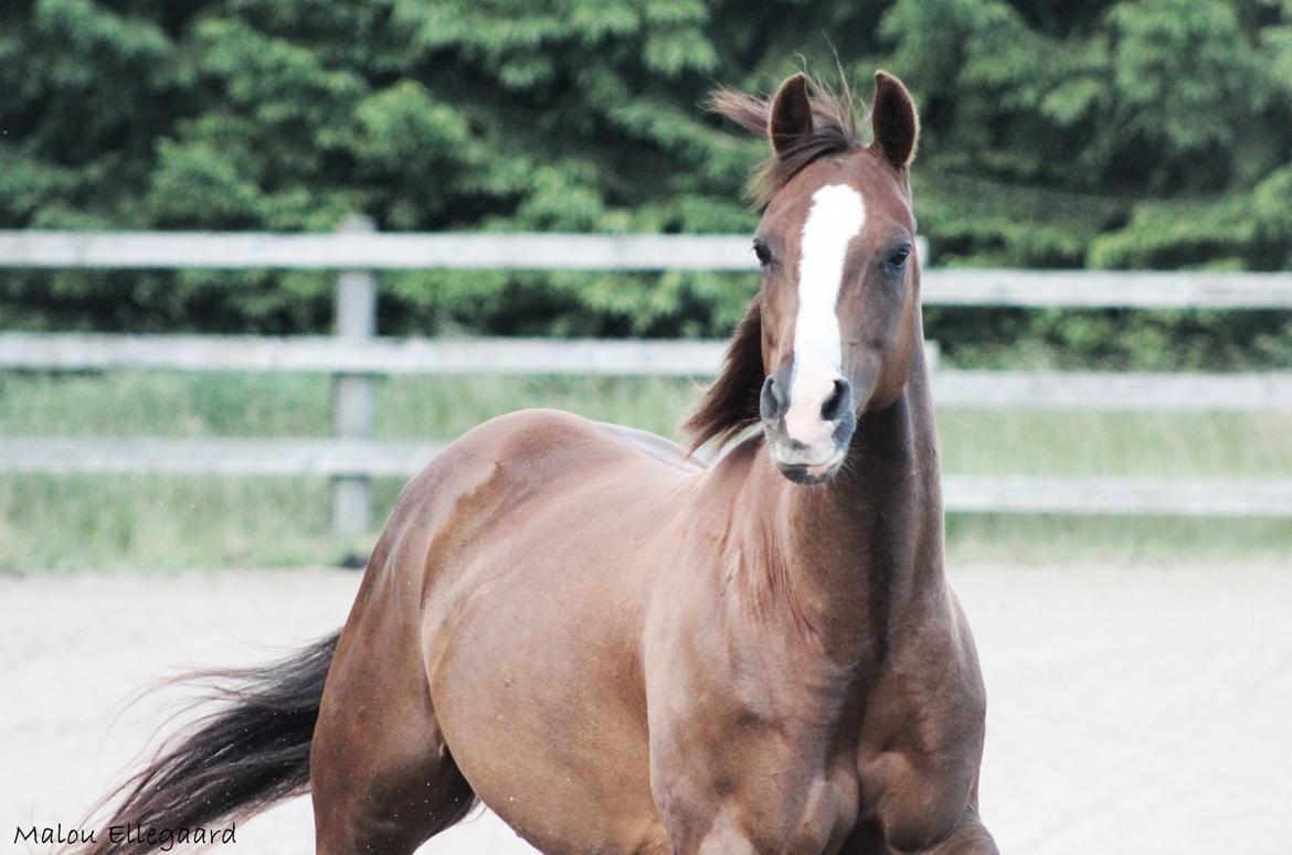 Quarter Special made by Poca billede 13