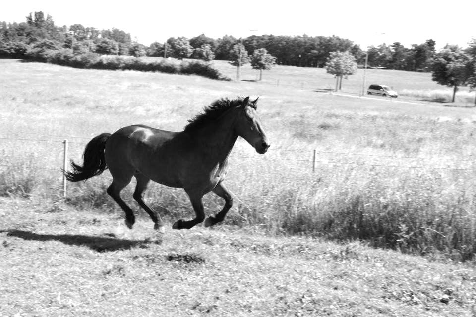 Anden særlig race Charley billede 14