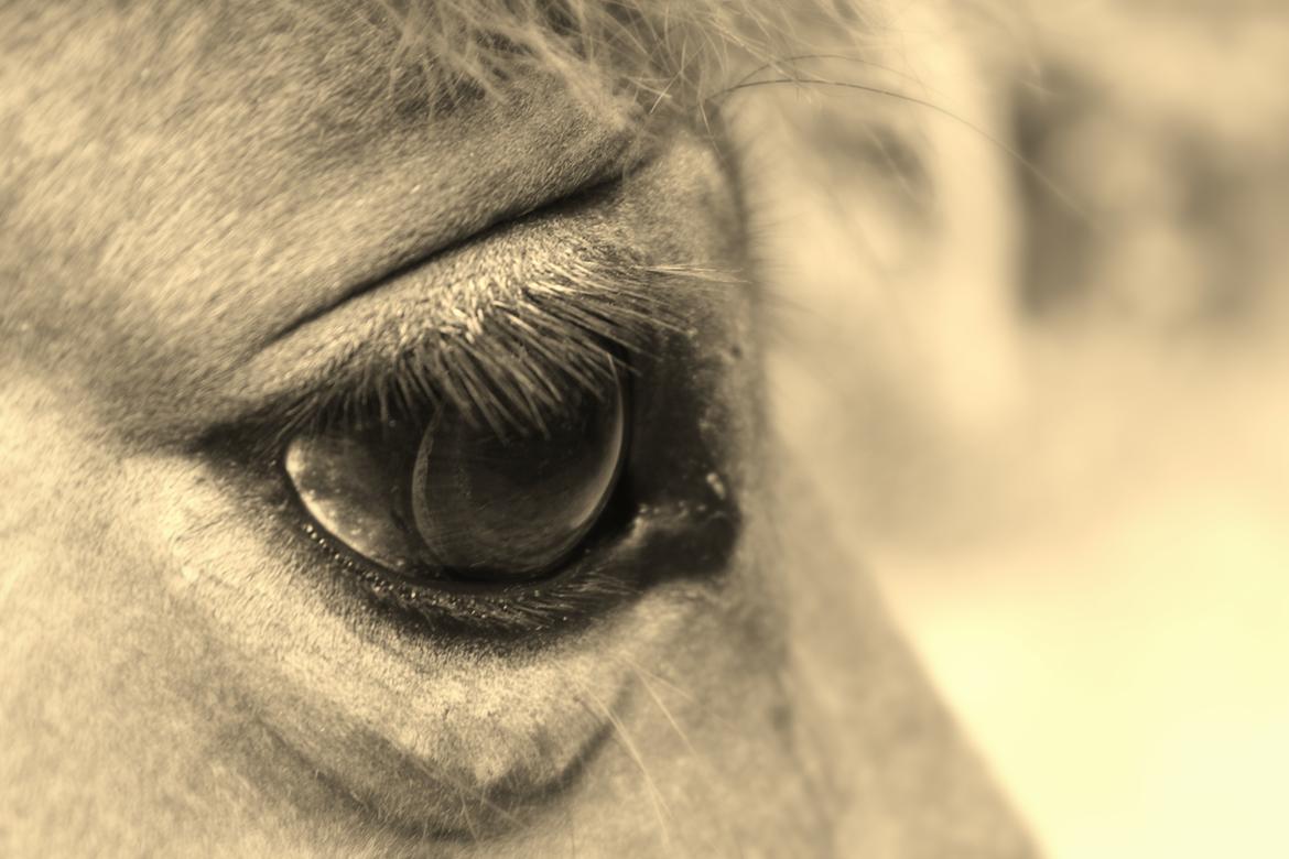 Anden særlig race Charley billede 9