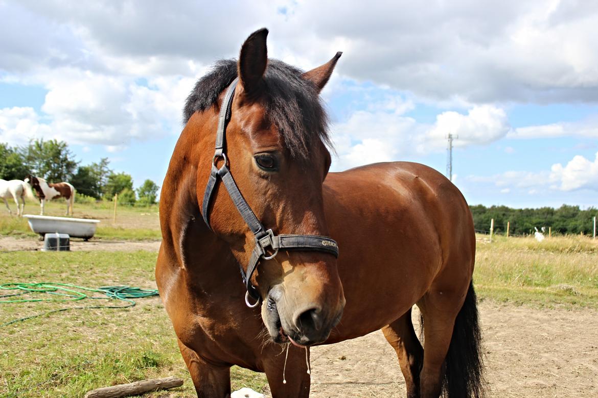 Anden særlig race Charley billede 4
