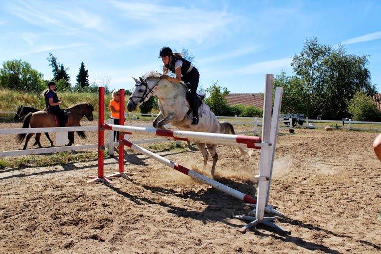 Shagya Araber (SH) Emely billede 11