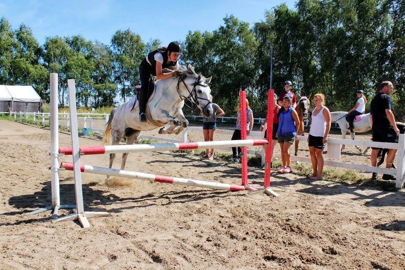 Shagya Araber (SH) Emely billede 19