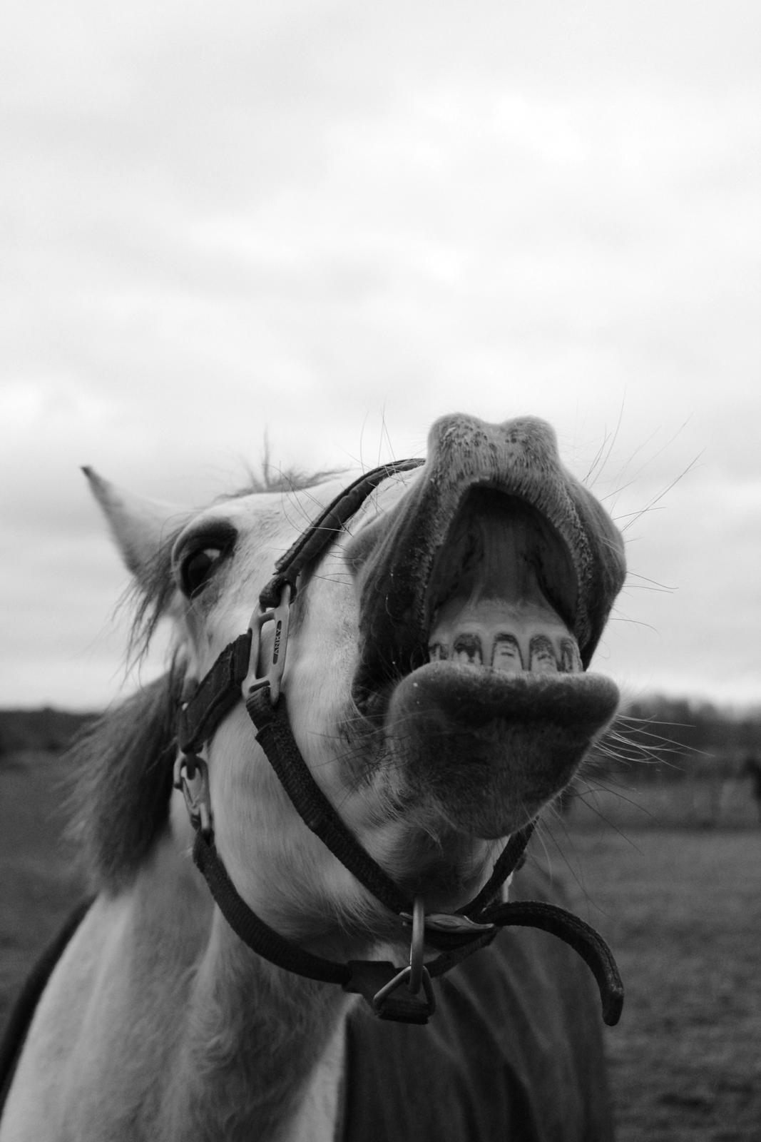 Shagya Araber (SH) Emely billede 17