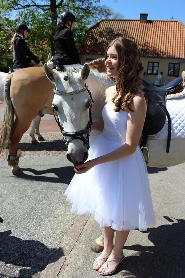 Shagya Araber (SH) Emely billede 4