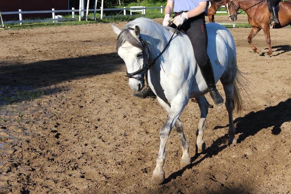 Shagya Araber (SH) Emely billede 5