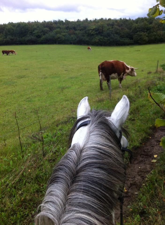 Shagya Araber (SH) Emely billede 13