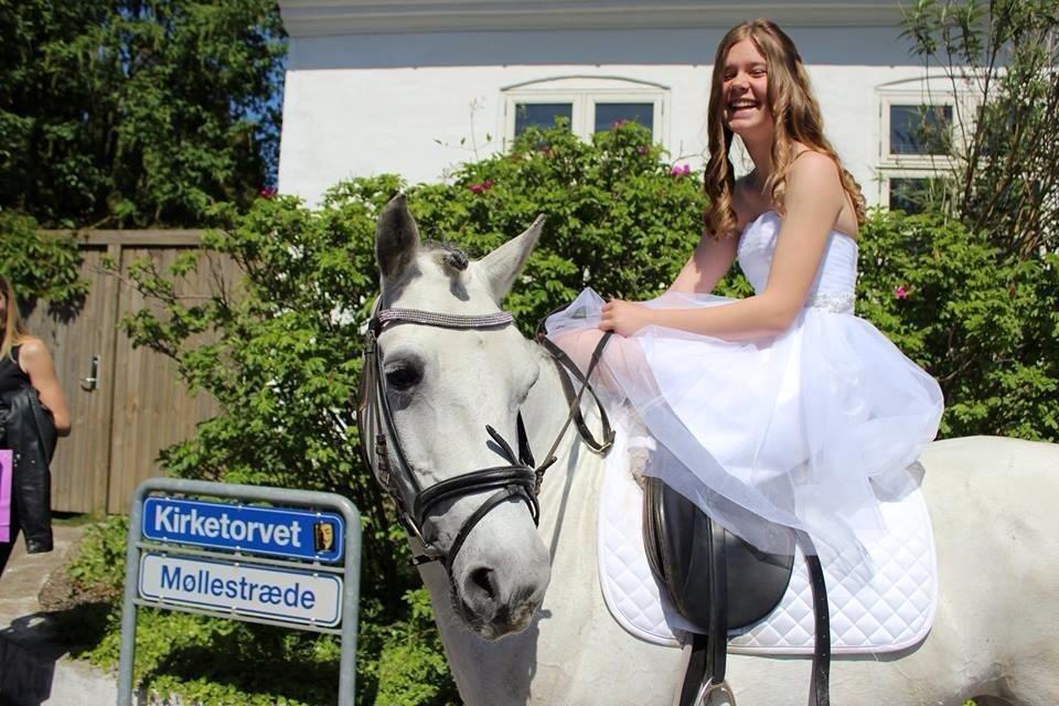 Shagya Araber (SH) Emely billede 8