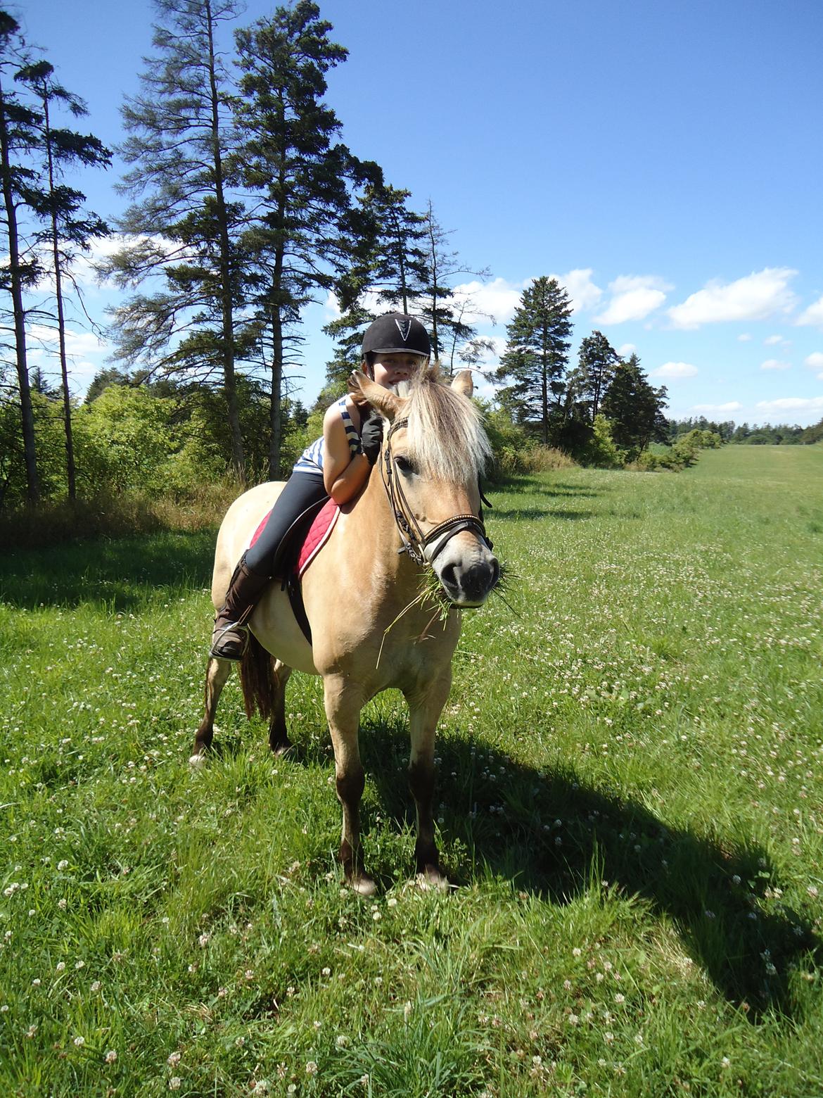 Fjordhest Nanzy - Velkommen til Nanzy's profil :D <3 billede 2