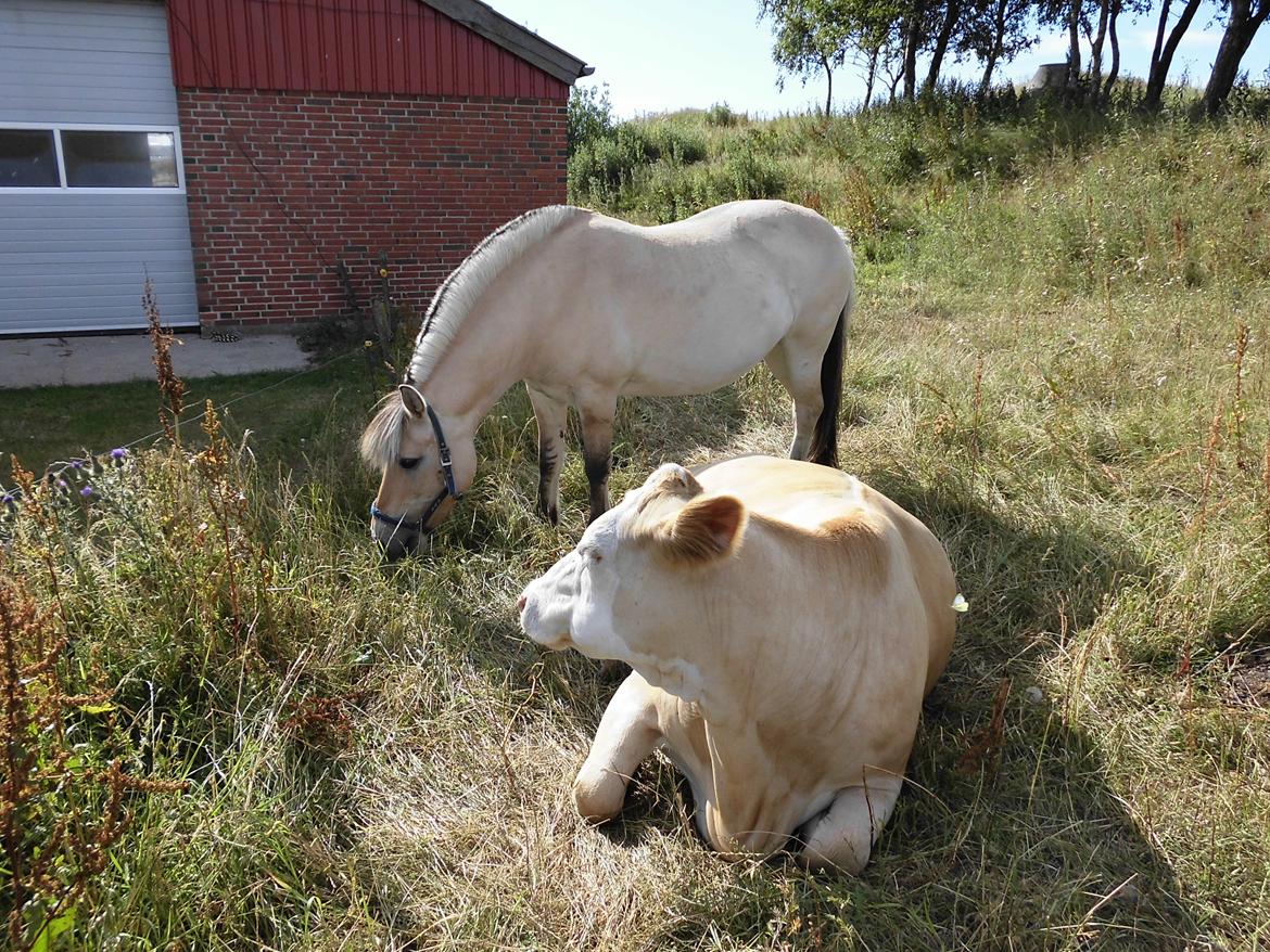 Fjordhest kildegårdens fie *RIP* - Fie og min ko skipper :) billede 16