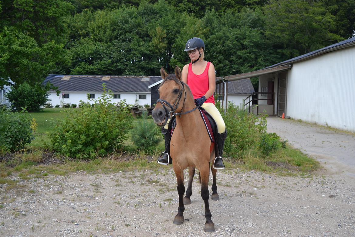 Anden særlig race Nelly *Rider billede 9