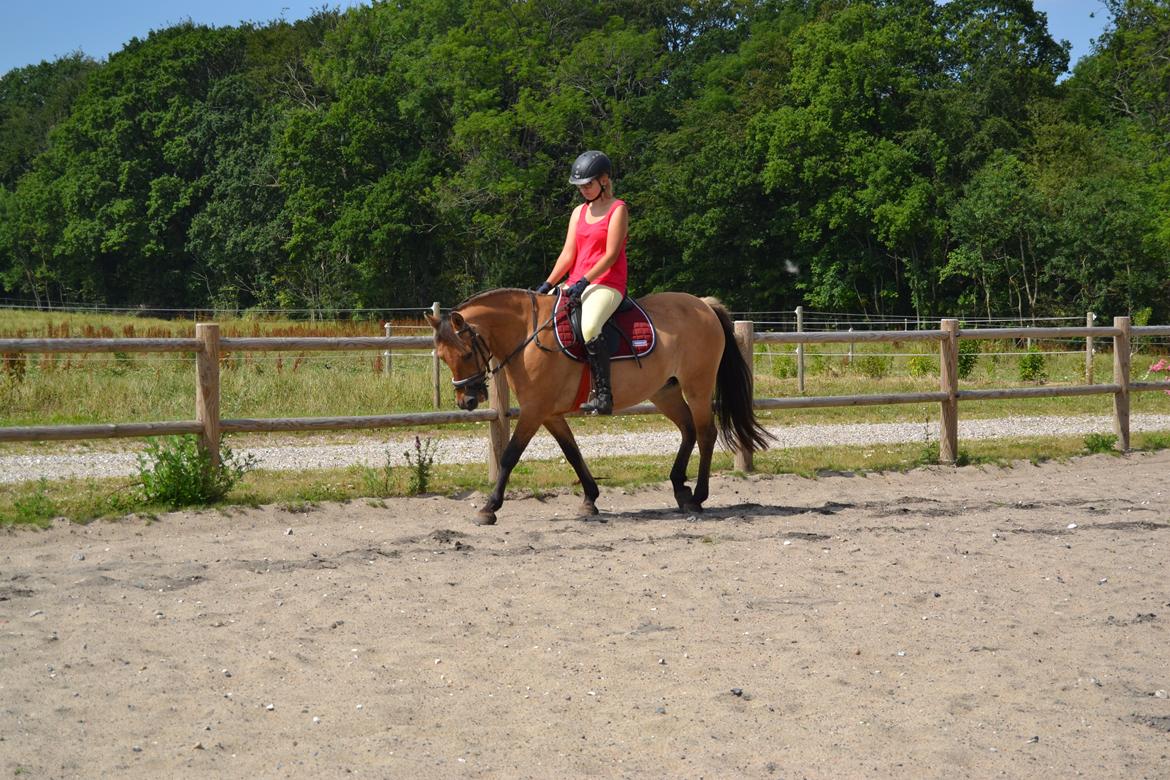 Anden særlig race Nelly *Rider billede 13