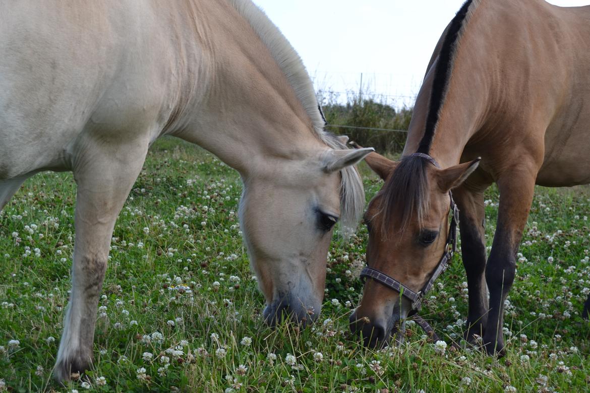 Anden særlig race Nelly *Rider - Ida og Nelly er så gode veninder at de nu også skal dele græsstrå billede 3