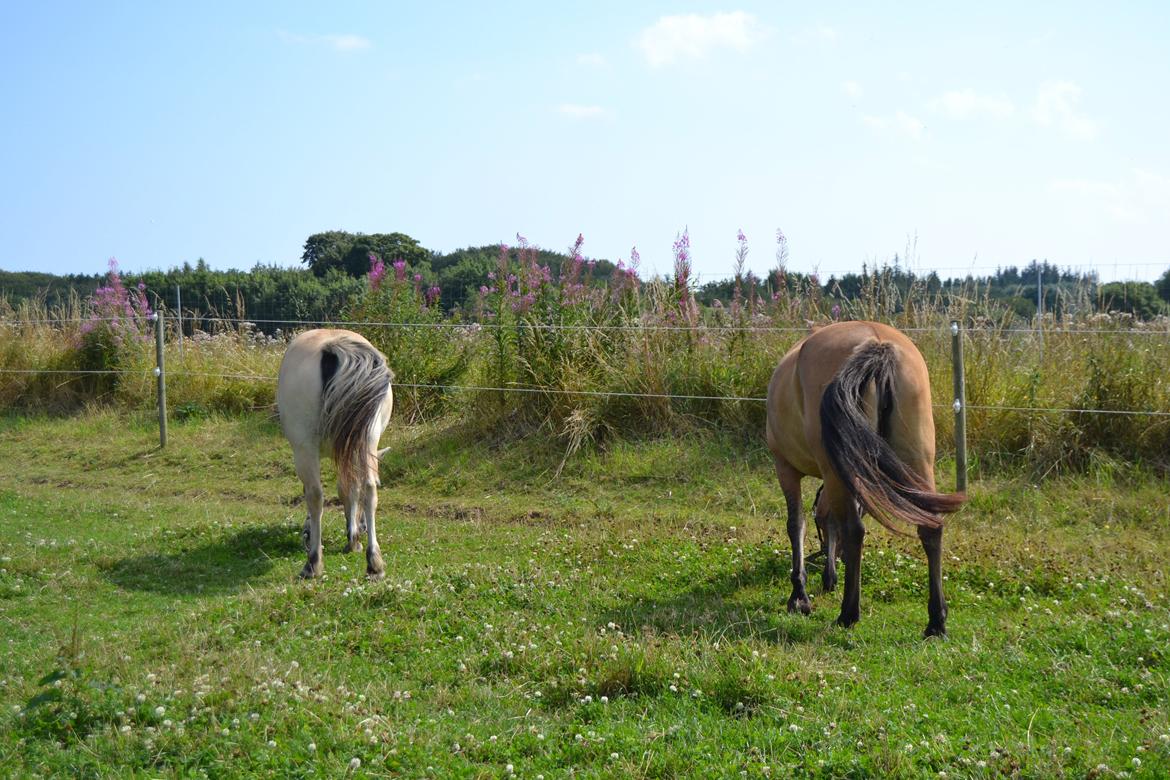 Anden særlig race Nelly *Rider - To dame numser billede 16