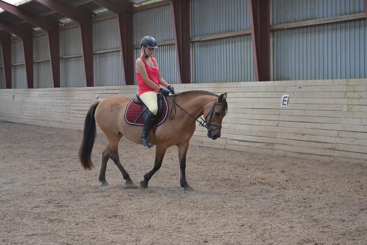 Anden særlig race Nelly *Rider billede 2