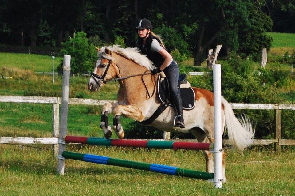 Haflinger Asterix - Spring på springbanen billede 2