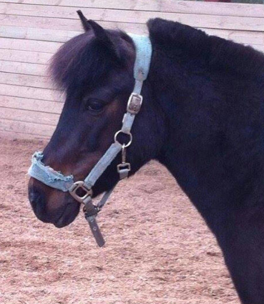 Anden særlig race Aladdin billede 8